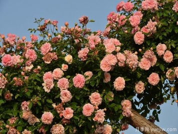 藤本月季花应该如何牵引？