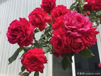 大红袍月季