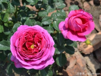 奥赛罗月季/奥瑟罗/麦克白