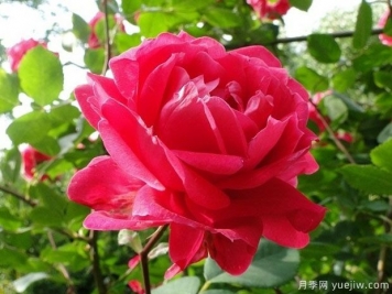 亚历山大麦肯兹月季