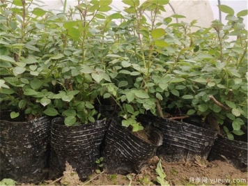 月季该如何缓苗你知道吗？