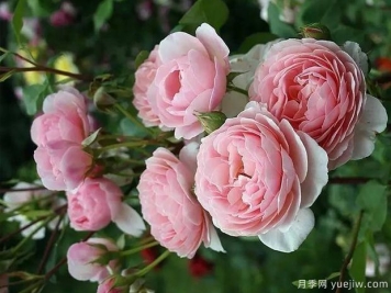 威廉莫里斯月季养护全攻略