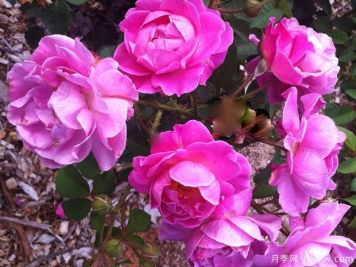 布林达贝拉第一夫人月季