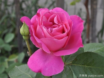 让同一盆的月季花同一天开花，应该如何做？