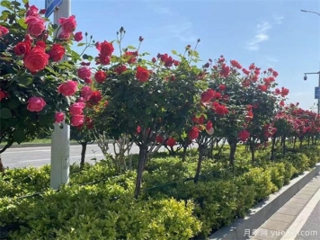 2022年苗木市场要回暖了吗？