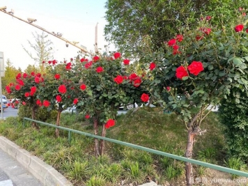 大花月季树长的都是哑枝是怎么回事