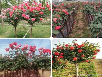 最全园林苗木种植技术！收藏有用！