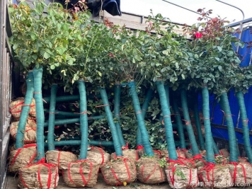 树状月季什么时候移植易成活？移植后有哪些注意事项？