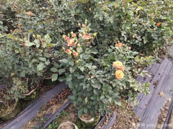 苗木根部害虫，哪种最让你头疼？