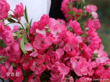 藤本月季开花系有哪些分类？单季开花和多季开花