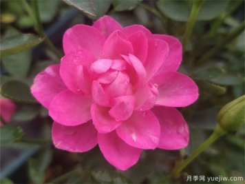 天荷月季的养殖方法，天荷繁星怎么养殖