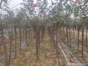 苗木人都知道，秋季要翻耕，苗圃要冬灌