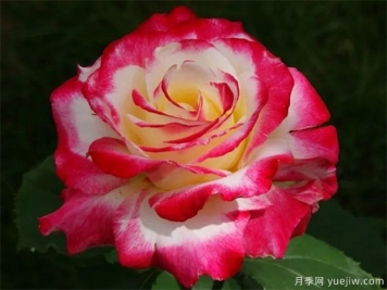 中国月季栽培简史