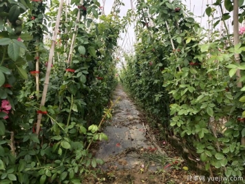 南阳藤本月季冬季养护技巧