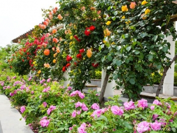 最适合做造型树的花木有哪些？