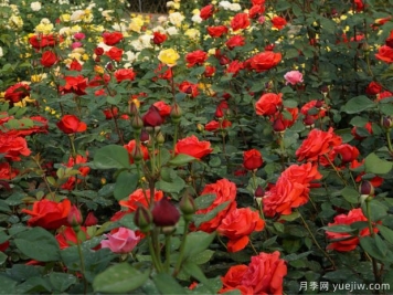 月季光杆后还能成活吗？如何养护，