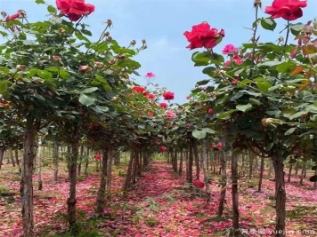 等风起：苗木行业30年的进与退