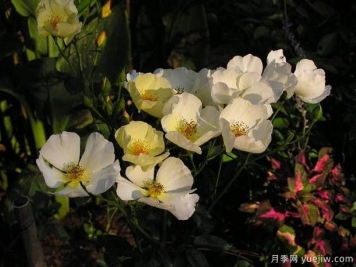 蝴蝶之吻月季/蝶吻月季(美国黄色丰花)