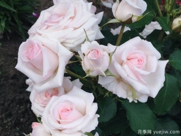 蝴蝶之吻月季/蝶吻月季/贝尔蒙特玫瑰(英国淡粉丰花)