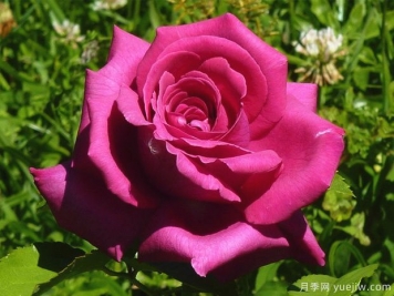 紫色香水月季(玫昂)