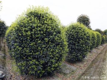 园林苗木冬季受冻那么厉害，如何有效补救