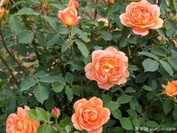 月季冬天藤本笋枝要不要修剪？灰霉病怎么防治？