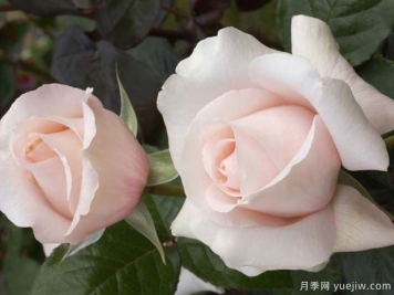 假日岛毛伊月季