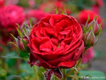 假日岛马略卡月季