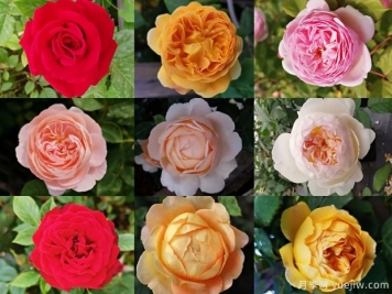 苗木行业持续低迷，南阳花农还能坚持多久？