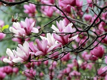 南阳紫玉兰的养殖方法和注意事项