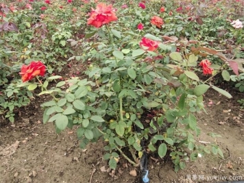 适合北方种植的常青树有哪些