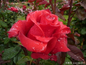 曼德勒玫瑰月季