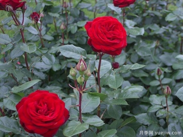 马琳月季Marlene