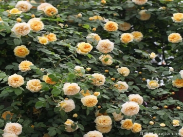 藤本月季不开花怎么办，藤本月季不开花原因分析