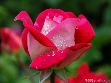 月季叶片发黄干枯怎么办，如何准确分辨进行挽救