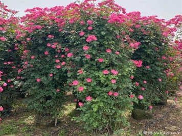 藤本月季的修剪和牵引