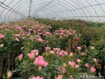 月季花叶子发黄的原因以及处理方法