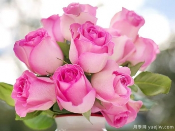 月季花插花瓶时间长的摆放方法
