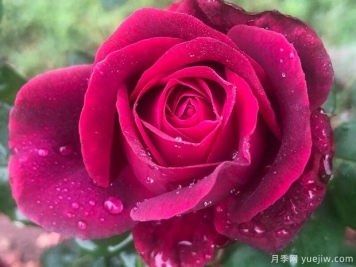 夏天如何养月季 月季可以活多少年