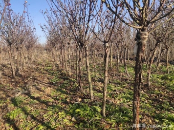 为什么冬天要把月季树的树干涂抹？