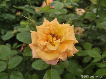 20种常见花卉的养殖技巧