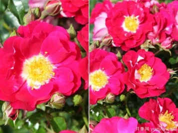 利贝塔斯月季Libertas