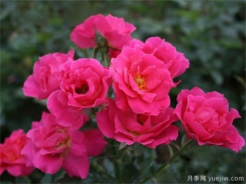 玫瑰花有几种？栽植哪种好？ 哪种玫瑰花好