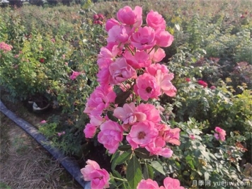 种大型月季用5加仑盆好还是控根器盆好