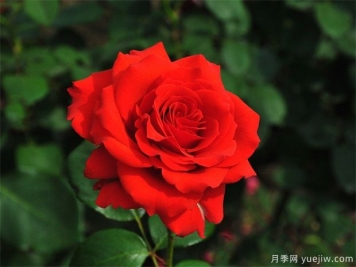 月季花的品种有多少？月季品种优选及应用研究