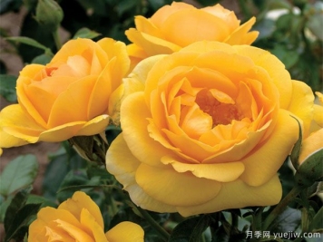 超越荣耀月季Kristen Singer