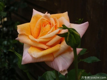 夏日飞溅月季