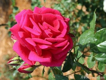 红色飞溅月季