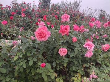 2022年全国各地造林绿化工作已上线！需要多少数量