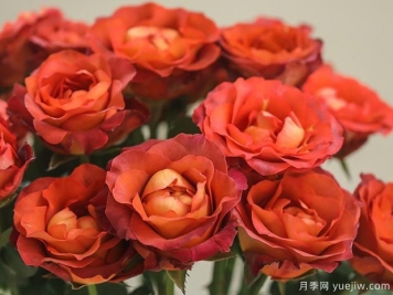 咖啡时间月季的优缺点是什么？